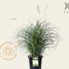 Miscanthus sinensis 'Adagio' - XL