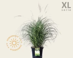 Miscanthus sinensis 'Adagio' - XL