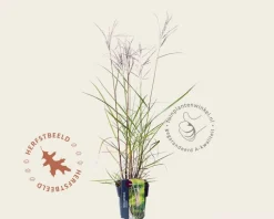 Miscanthus sinensis 'Aperitif'