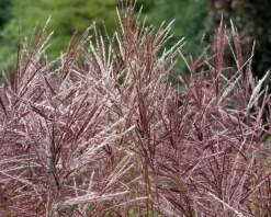 Miscanthus sinensis 'China'