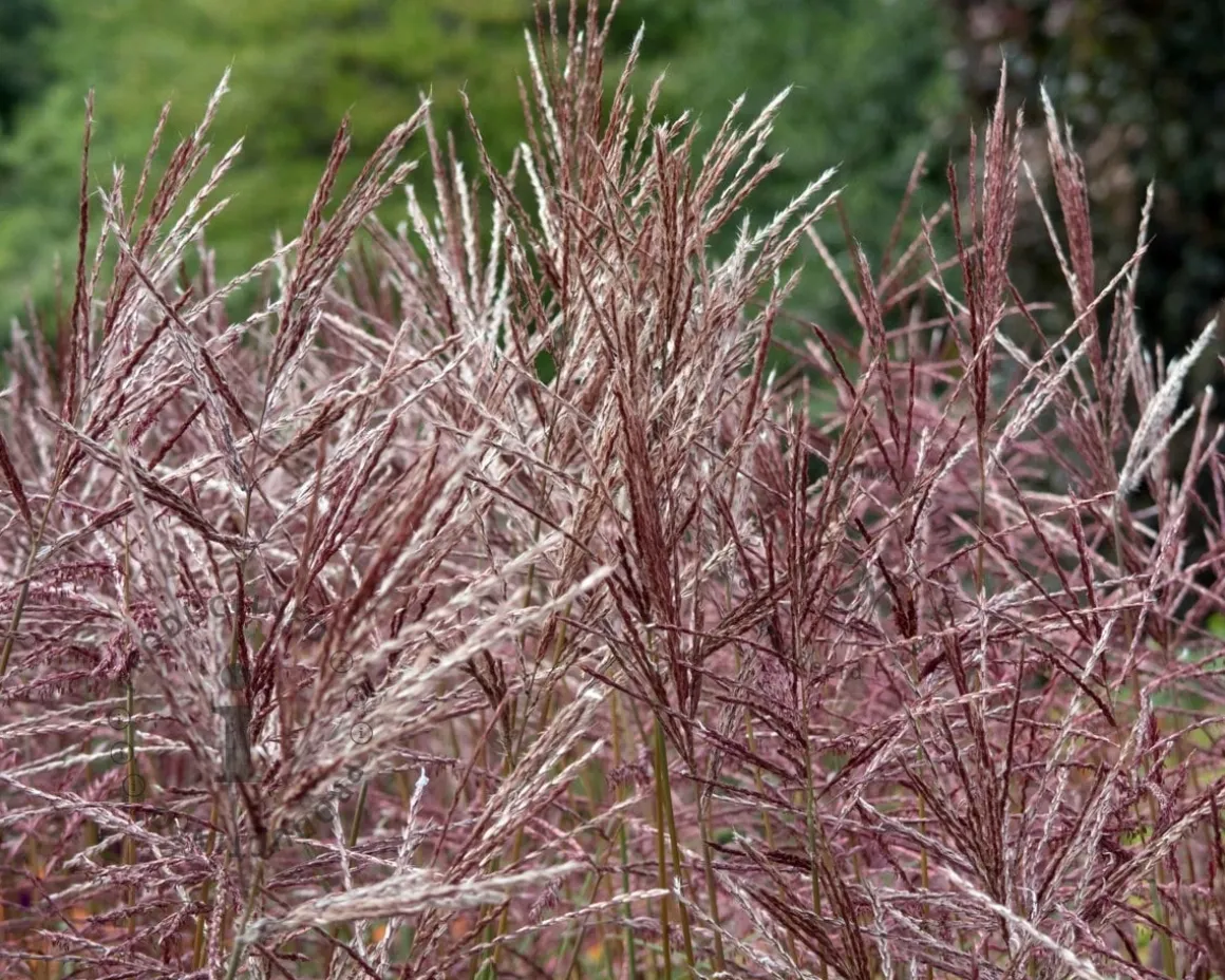 Miscanthus sinensis 'China'