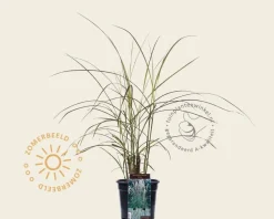 Miscanthus sinensis 'China'