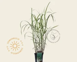 Miscanthus sinensis 'Cosmopolitan'