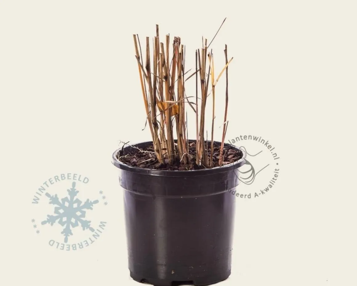Miscanthus sinensis 'Cosmopolitan'