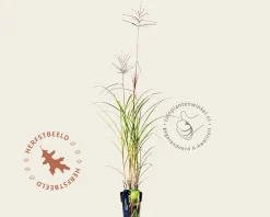 Miscanthus sinensis 'Ferner Osten'