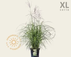 Miscanthus sinensis 'Ferner Osten' - XL