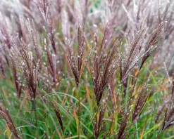 Miscanthus sinensis 'Ferner Osten' - XL