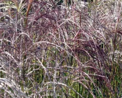 Miscanthus sinensis 'Flamingo'