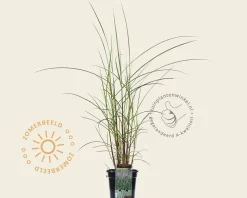 Miscanthus sinensis 'Flamingo'