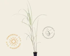 Miscanthus sinensis 'Gracillimus'