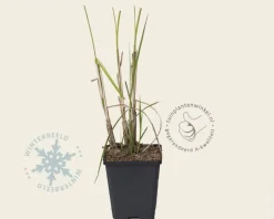 Miscanthus sinensis 'Gracillimus'