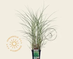 Miscanthus sinensis 'Kleine Silberspinne'