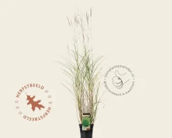 Miscanthus sinensis 'Kleine Silberspinne'