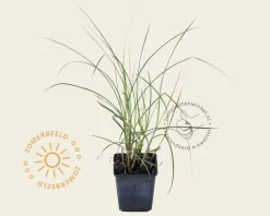 Miscanthus sinensis 'Kleine Silberspinne'