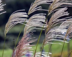 Miscanthus sinensis 'Kleine Silberspinne'