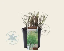 Miscanthus sinensis 'Kleine Silberspinne'