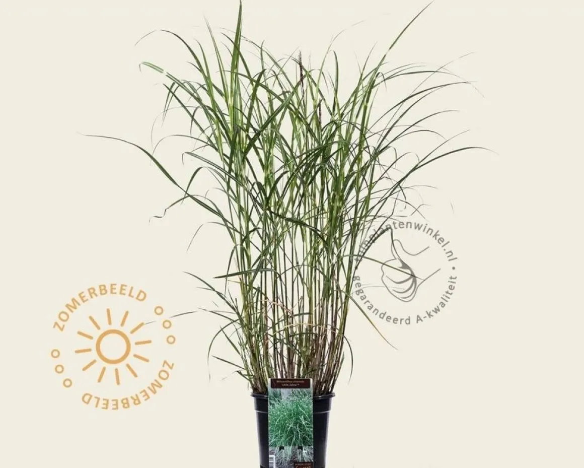 Miscanthus sinensis 'Little Zebra'