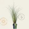 Miscanthus sinensis 'Morning Light'