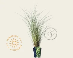 Miscanthus sinensis 'Morning Light'