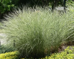 Miscanthus sinensis 'Morning Light'