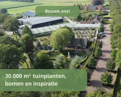 Miscanthus sinensis 'Morning Light'