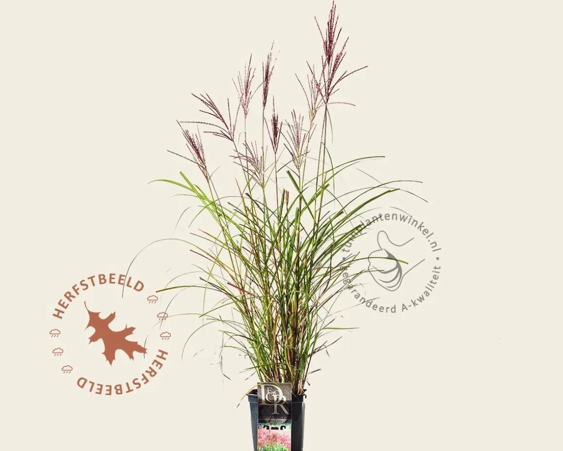 Miscanthus sinensis 'Red Chief'