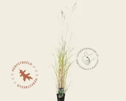 Miscanthus sinensis 'Silberfeder'