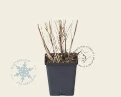 Miscanthus sinensis 'Silberfeder'