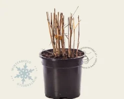Miscanthus sinensis 'Silberfeder'