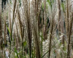 Miscanthus sinensis 'Silberfeder'
