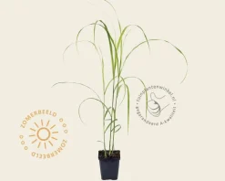 Miscanthus sinensis 'Silberfeder'