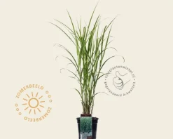 Miscanthus sinensis 'Strictus'