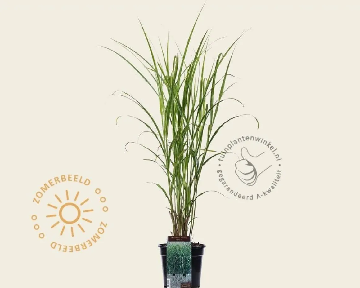 Miscanthus sinensis 'Strictus'
