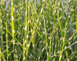 Miscanthus sinensis 'Strictus'