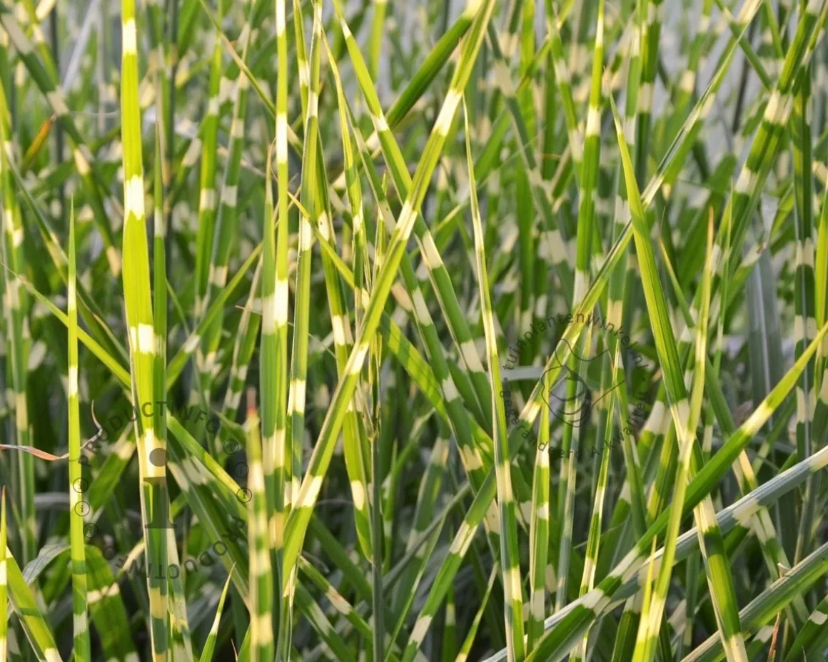 Miscanthus sinensis 'Strictus' - XL