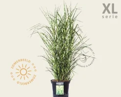 Miscanthus sinensis 'Strictus' - XL