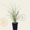 Miscanthus sinensis 'Zebrinus'
