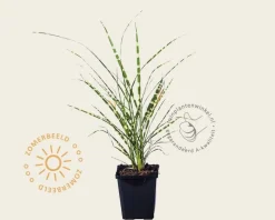 Miscanthus sinensis 'Zebrinus'