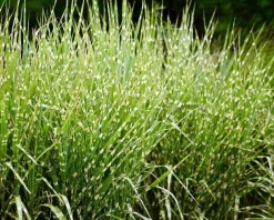 Miscanthus sinensis 'Zebrinus'