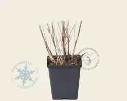 Miscanthus sinensis 'Zebrinus'
