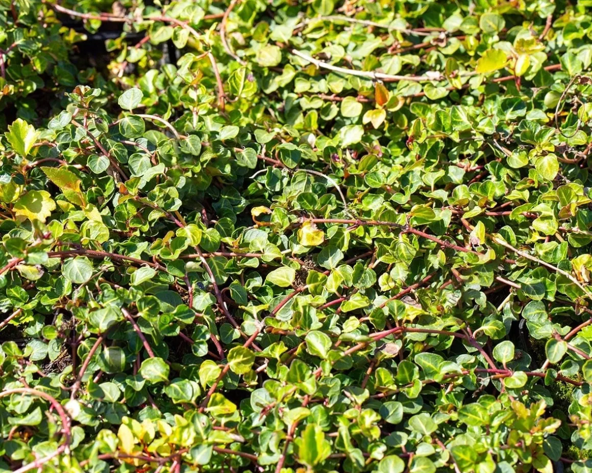 Mitchella repens