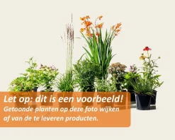 Mix borderpakket Cottage Mix - Paars-Roze-Wit