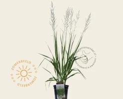 Molinia arundinacea 'Karl Foerster'