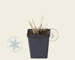 Molinia arundinacea 'Karl Foerster'