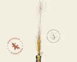Molinia arundinacea 'Witches Broom'