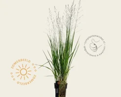 Molinia arundinacea 'Witches Broom'