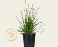 Molinia caerulea 'Edith Dudszus'