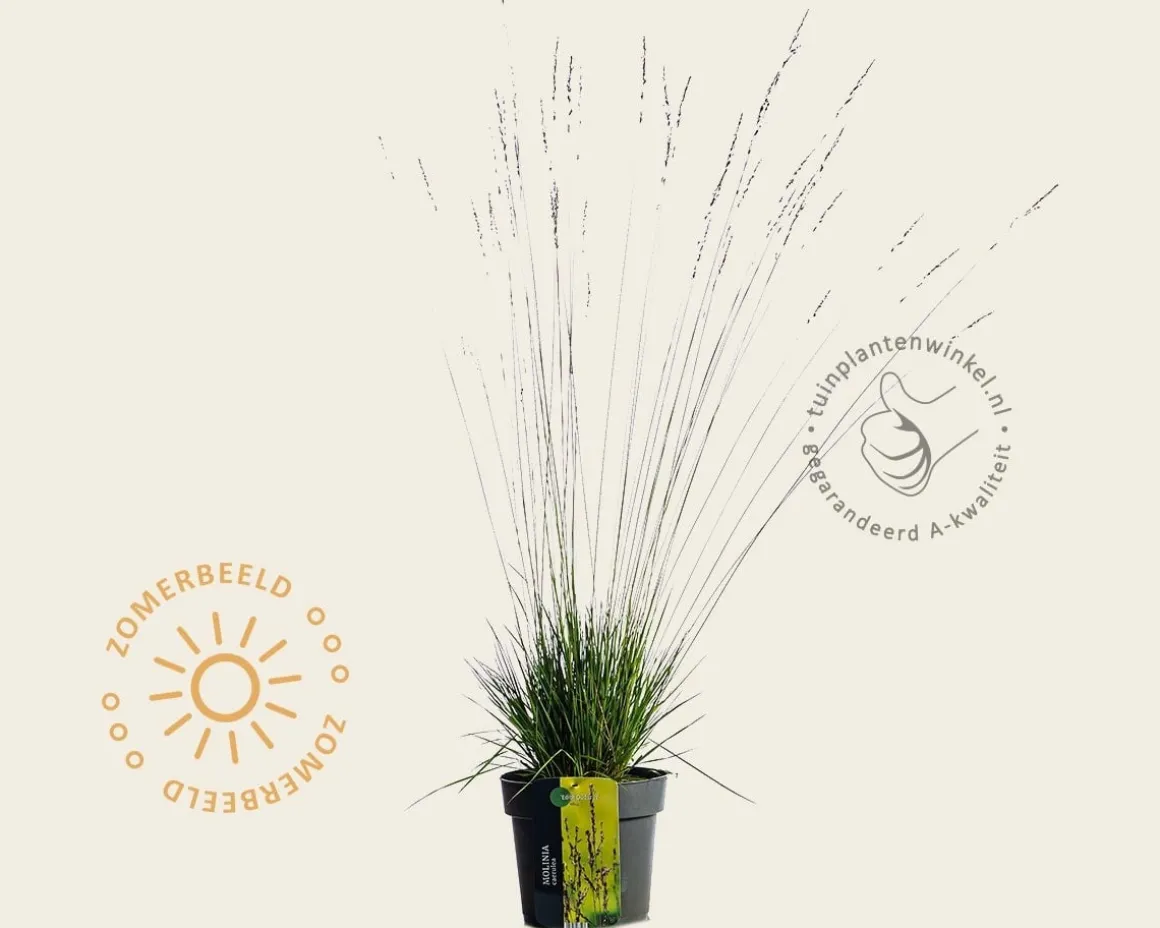 Molinia caerulea 'Edith Dudszus' - XL