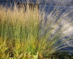 Molinia caerulea 'Heidebraut'
