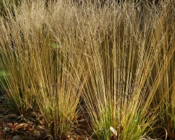 Molinia caerulea 'Heidezwerg'